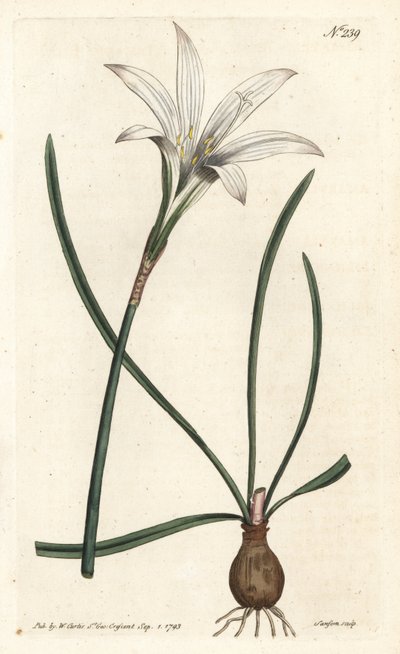 Virginia Amaryllis - Atamasco-lilja, Zephyranthes atamasco (Amaryllis atamasco) - Sansomin käsinvärinen kuparikaiverrus Sydenham Edwardsin kuvituksen jälkeen William Curtisin kasvitieteellisessä lehdessä, Lontoossa tekijältä Sydenham Teast Edwards