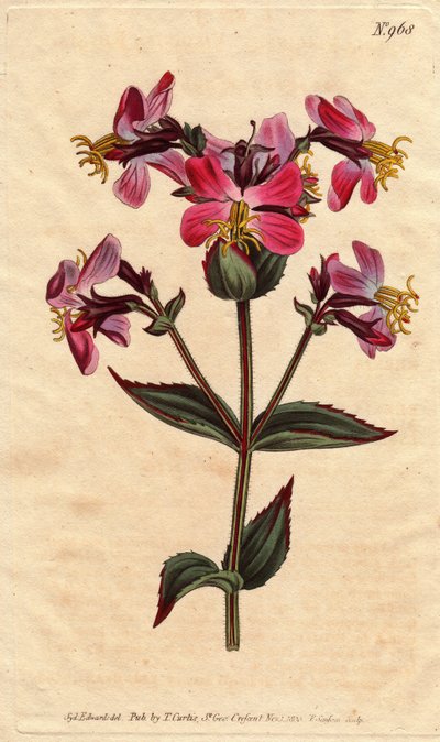 Virginia rhexia, violetit ja vaaleanpunaiset kukat Virginian rhexia, värikkäillä vaaleanpunaisilla ja purppuranpunaisilla kukilla. Rhexia virginica. Käsinvärinen kuparikaiverrus Sydenham Edwardsin kasvitieteellisestä kuvituksesta William Curtisin "" Botani tekijältä Sydenham Teast Edwards