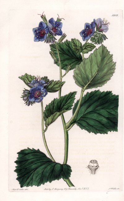 Viskoosi Phacelia - S.Wattsin kaivertama levy Sarah Anne Draken (1803-1857) kuvituksesta, Englannin Sydenham Edwardsin (1768-1819) kasvitieteellisestä rekisteristä tekijältä Sydenham Teast Edwards
