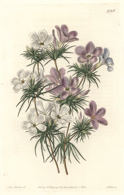 Valkoinen ja violetti leptosifoni - S. Wattsin vahva vesi Sarah Anne Draken (1803-1857) kuvituksesta kasvitieteellisestä rekisteristä tekijältä Sydenham Teast Edwards