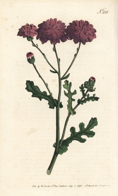 Villi cineraire - Purppura muro tai ragwort, Senecio elegans. Sansomin käsinvärinen kuparikaiverrus Sydenham Edwardsin kuvituksen jälkeen William Curtisin kasvitieteellisessä lehdessä, Lontoo tekijältä Sydenham Teast Edwards
