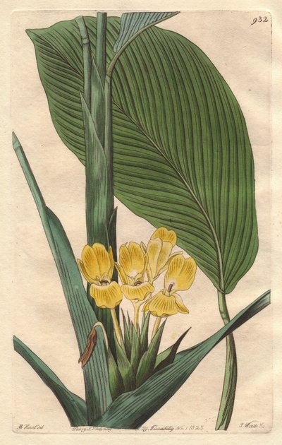 Kelta-kukkainen calathea, kotoisin Brasiliasta - S. Watts vahva vesi M. Martin kuvituksesta, kasvitieteellisestä rekisteristä. tekijältä Sydenham Teast Edwards