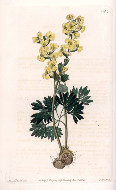 Keltakukkainen corydale variete - Kaiverrus S.Watts, Sarah Anne Draken (1803-1857) kuvituksesta, Englannin Sydenham Edwardsin (1768-1819) kasvitieteellisestä rekisteristä tekijältä Sydenham Teast Edwards