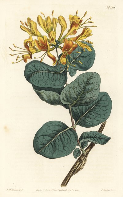Keltakukkainen puupiippu, Lonicera flava. F. Sansom Jr.:n käsinvärinen kuparikaiverrus Sydenham Edwardsin kuvituksen jälkeen William Curtisin kasvitieteellisestä lehdestä, T. Curtis, Lontoo tekijältä Sydenham Teast Edwards