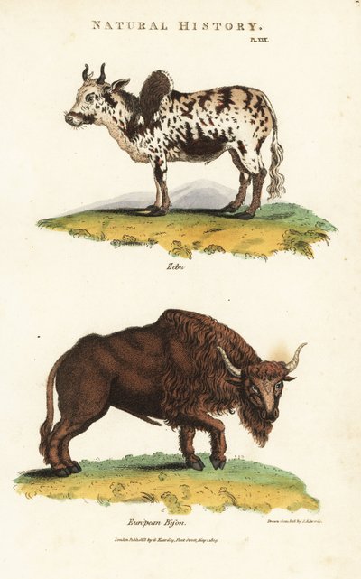 Zebu ja biisoni - Zebu kypäräkarja, Bos indicus, ja Euroopan biisoni, Bison bonasus. Käsinvärinen kuparikaiverrus Sydenham Edwardsin mukaan John Mason Goodin Pantologiasta, a New Encyclopedia, G. Kearsley, Lontoo tekijältä Sydenham Teast Edwards
