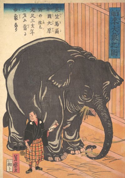 Näkymä suuresta tuontielefantista, 1863 Bunkyo 3, 4. kuukausi. tekijältä Taguchi Yoshimori