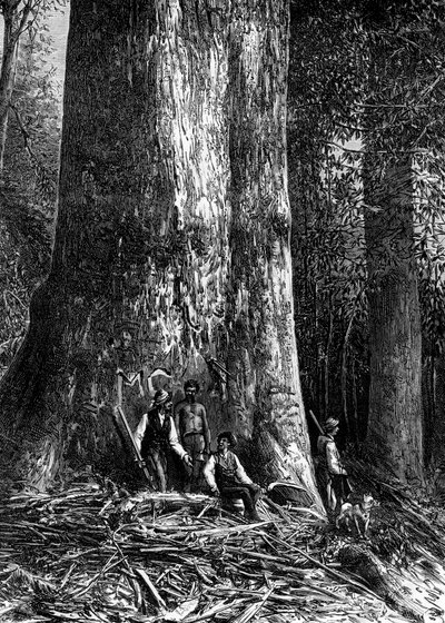 Jättiläinen eukalyptus, Australia, 1886 tekijältä Taylor