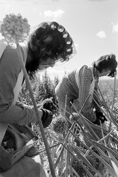 Perheviljelijä Ed Ker A.M. Ker Ranchilla on maatalousyrittäjä, joka kasvattaa alfal... tekijältä Ted Spiegel