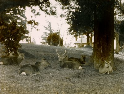 Kauris Kasauga Taisha -puistossa, Nara, noin 1900-1915 (valokuva). tekijältä Teijiro Takagi
