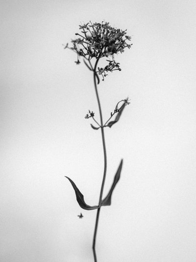 Amid the Flowers 21, 2021 (m/w kuva) tekijältä Teis Albers