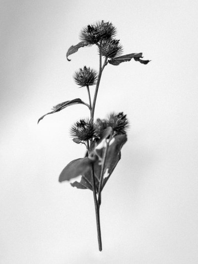 Amid the Flowers 23, 2021 (m/w kuva) tekijältä Teis Albers