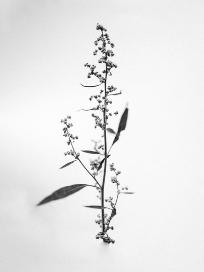 Amid the Flowers 24, 2021 (m/w kuva) tekijältä Teis Albers