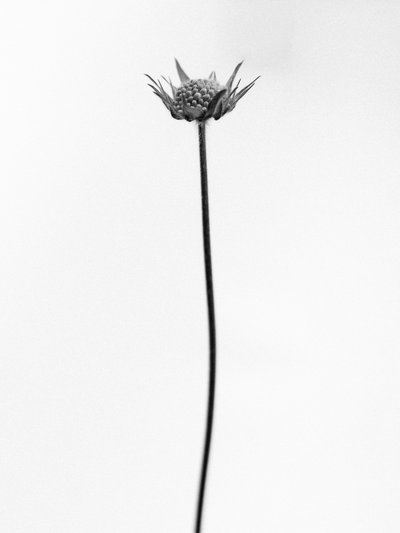 Amid the Flowers 33, 2021 (b/w kuva) tekijältä Teis Albers