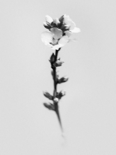Amid the Flowers 55, 2021 (b/w kuva) tekijältä Teis Albers