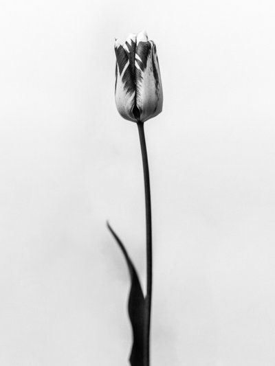 Amid the Flowers 70, 2021 (b/w kuva) tekijältä Teis Albers