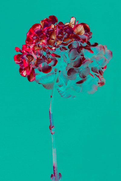 Hortensia, 2018 (kuva) tekijältä Teis Albers