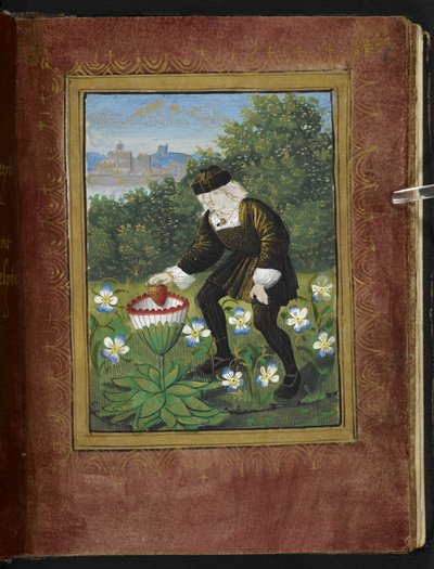 Stowe 955 f.6r Miniatyyri, jossa Pierre Sala pudottaa "sydämensä" margariiniksi, pienoismalli "Petit Livre d