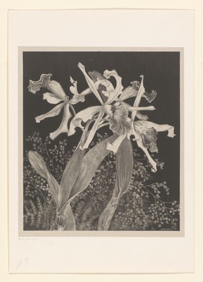 orkideat Orkideat Flower Studies (alkuperäinen sarjan nimi) tekijältä Theo van Hoytema