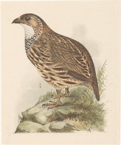 Pelto (francolinus jugularis) tekijältä Theo van Hoytema
