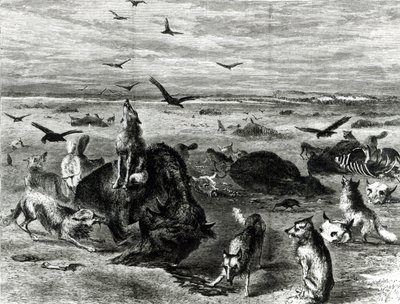 Buffaloes Slaughter of the Plains, Harpers Weekly 1872 tekijältä Theodore Russell Davis