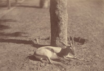 [Gazelle makaa puuta vasten] tekijältä Théodule Devéria