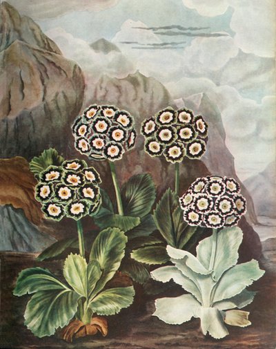 Auriculas, c1802-1821, 1948 tekijältä Thomas Baxter