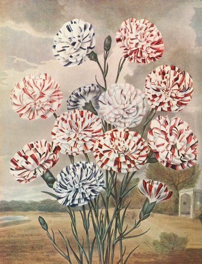 Picotees, c1802-1821, 1948. tekijältä Thomas Baxter