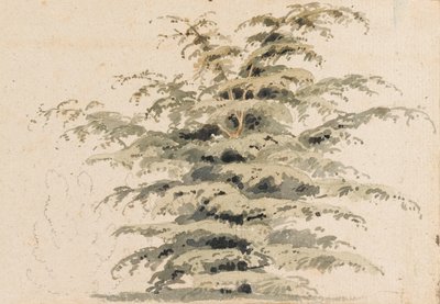 Tutkimus setripuusta tekijältä Thomas Baxter