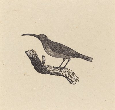 Lintu tekijältä Thomas Bewick