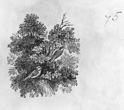 Sinitiainen (Parus caeruleus) ja Talitiainen (Parus major) Brittiläisten lintujen historian osasta I, pub. 1797 (puukaiverrus) tekijältä Thomas Bewick