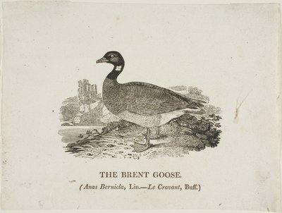 Sepelhanhi tekijältä Thomas Bewick