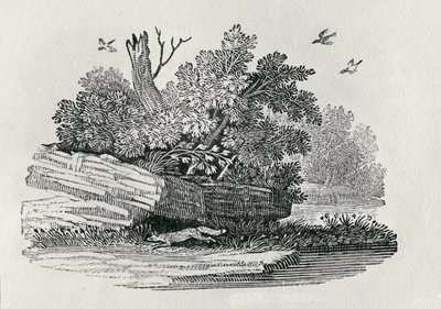 Kettu pakenemassa, vuonna 1790 julkaistusta Nelijalkaisten yleishistoriasta (puukaiverrus) tekijältä Thomas Bewick