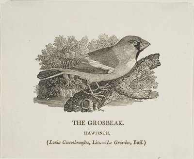 Tunturisirkku tekijältä Thomas Bewick