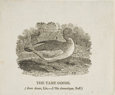 Tame Hanhi tekijältä Thomas Bewick