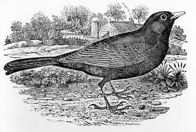 The Blackbird, kuvitus Thomas Bewickin teoksesta "A History of British Birds", julkaistu ensimmäisen kerran 1797 tekijältä Thomas Bewick