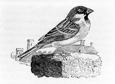The House Sparrow, kuvitus Thomas Bewickin teoksesta "A History of British Birds", julkaistu ensimmäisen kerran 1797 tekijältä Thomas Bewick