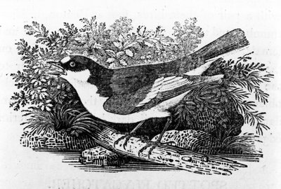 Pied Flycatcher, kuvitus Thomas Bewickin teoksesta "A History of British Birds", julkaistu ensimmäisen kerran 1797 tekijältä Thomas Bewick