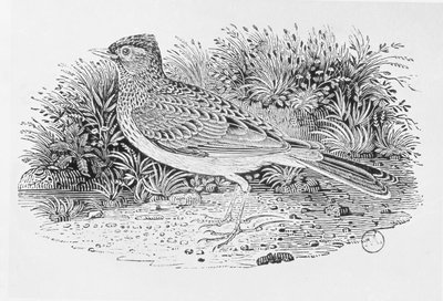 The Skylark (Alauda arvensis) 