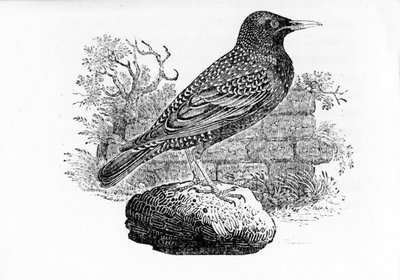 Kottarainen, kuvitus Thomas Bewickin teoksesta "The History of British Birds", ensijulkaisu 1797. tekijältä Thomas Bewick
