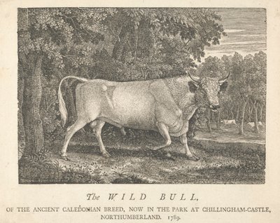 Villi härkä, muinaisen kaledonian rotu, nyt puistossa, Chillingham-Castlessa, Northumberlandissa. tekijältä Thomas Bewick