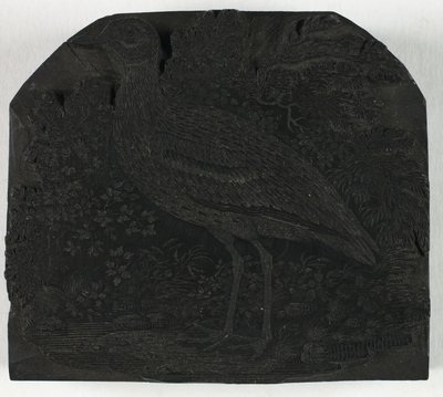 Puupalikka The Great Ploverille, kirjasta A History of British Birds tekijältä Thomas Bewick