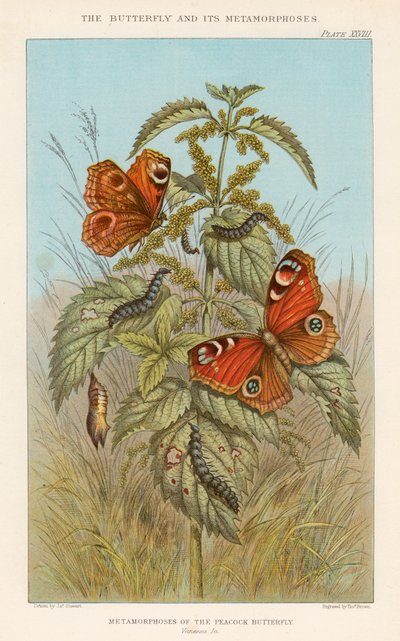 Peacock-perhosen metamorfoosit, 1888 tekijältä Thomas Brown