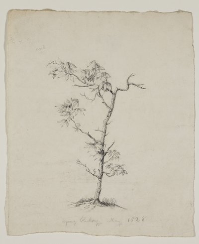 Nuori Hickory tekijältä Thomas Cole