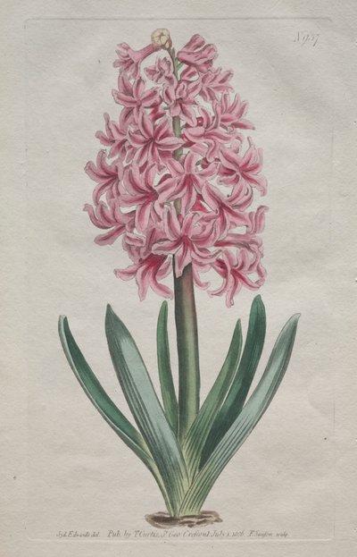 Kasvitieteellinen aikakauslehti tai kukkapuutarha Esitetty: Puutarhahyasintti, 1806. tekijältä Thomas Curtis