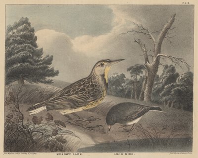 Meadow Lark and Snow Bird, julkaisusta "Doughty