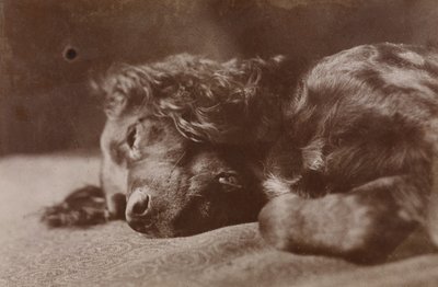 Boyce, setterikoiran muotokuva tekijältä Thomas Eakins