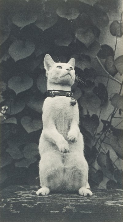 Kissa Eakins