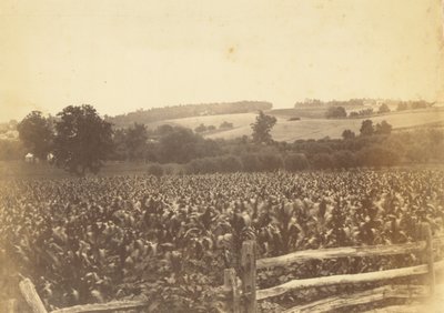 [Cornfield, Avondale, PA] tekijältä Thomas Eakins