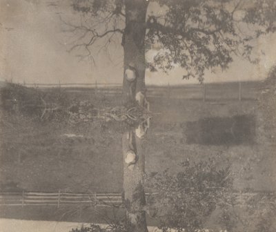 [Crowellin lapset Avondalessa, Pennsylvaniassa] tekijältä Thomas Eakins