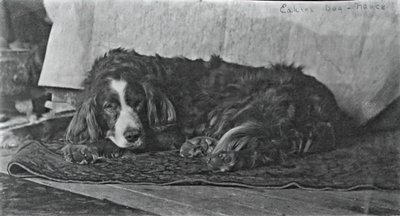 Eakinsin koira Harry, c. 1880-1890. tekijältä Thomas Eakins
